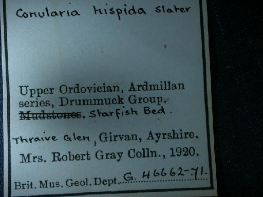 Ctenoconularia hispida (Slater, 1907) - G 46662-G 46671. Conularia hispida (label)