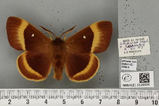 Lasiocampa quercus quercus (Linnaeus, 1758) - BMNHE_1526926_194844