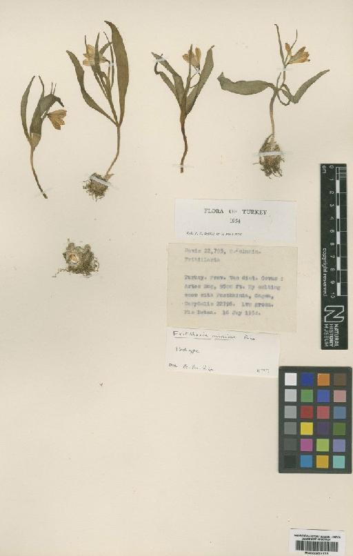 Fritillaria minima Rix - BM000813132
