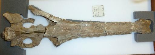 Tomistoma dowsoni Fourtau, 1918 - PV R 4769 Tomistoma dowsoni skull remount