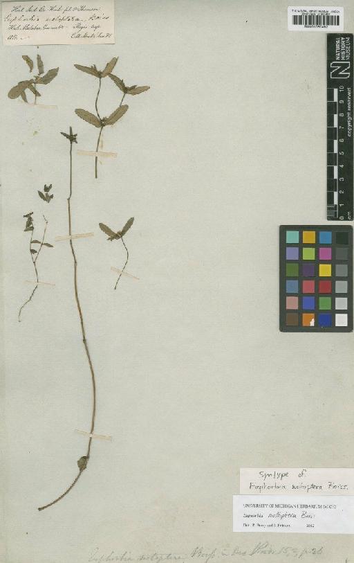 Euphorbia notoptera Boiss - BM001050492