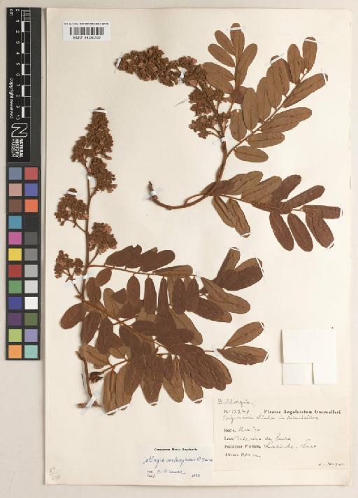 Dalbergia malangensis E.P.Sousa - BM013406000