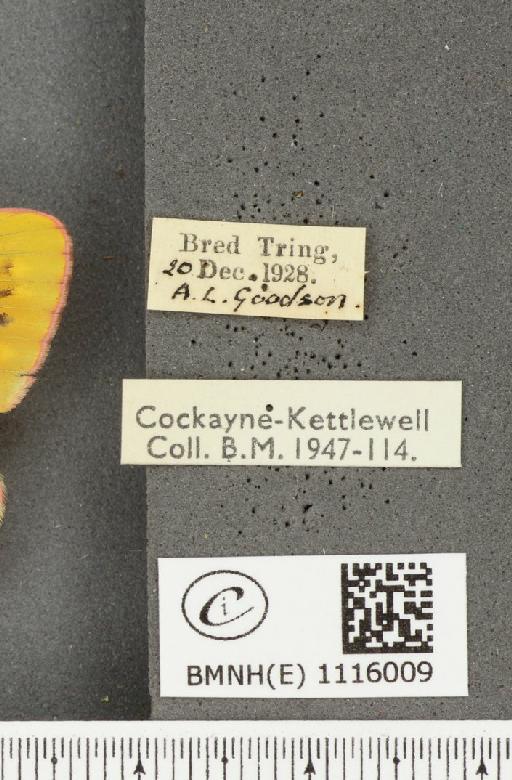 Colias croceus ab. fischeri Braun, 1928 - BMNHE_1116009_label_72827