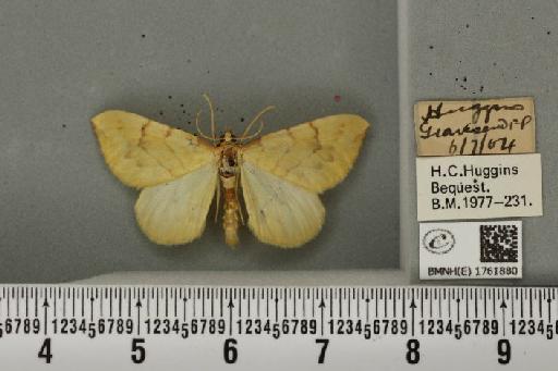 Gandaritis pyraliata (Denis & Schiffermüller, 1775) - BMNHE_1761880_345430