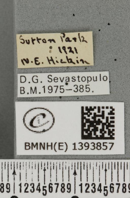 Phymatopus hecta (Linnaeus, 1758) - BMNHE_1393857_label_186883