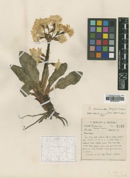 Primula tanneri King - BM000996870