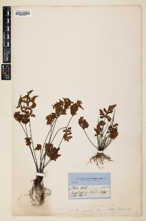 Doryopteris concolor (Langsd. & Fisch.) Kuhn - 001073914