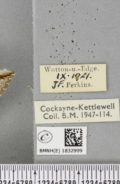 Aplocera plagiata plagiata (Linnaeus, 1758) - BMNHE_1832999_label_406051