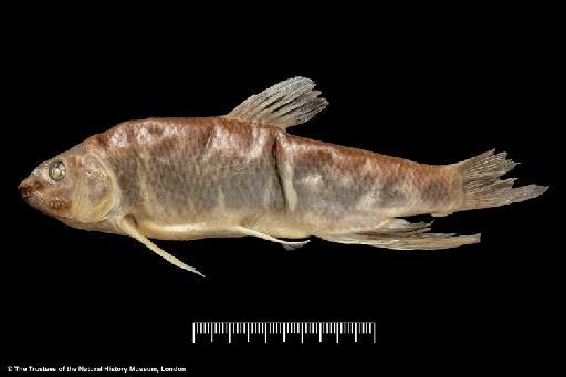 Opsariichthys acanthogenys Boulenger, 1901 - BMNH 1901.3.6.10-15, SYNTYPES, Opsariichthys acanthogenys_e