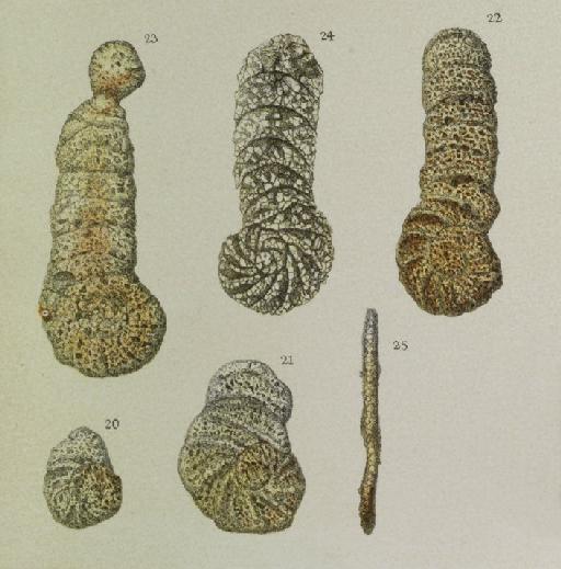 Haplophragmium foliaceum Brady, 1881 - ZF1533_33_23_Eratidus_foliaceus.jpg