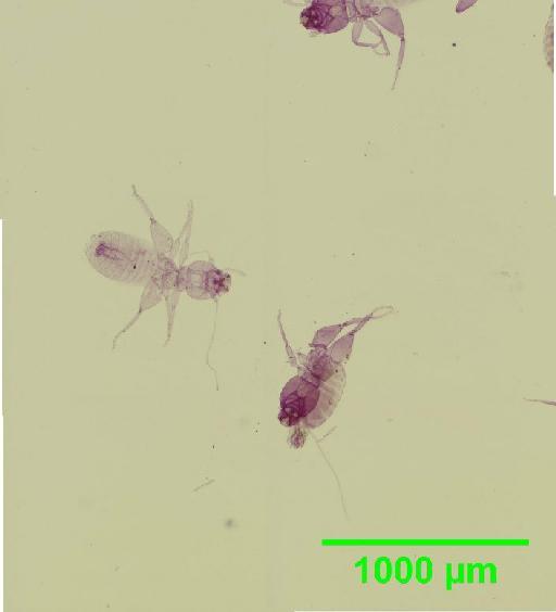 Liposcelis paetulus Broadhead, 1950 - 010150877__2016_03_17_s09