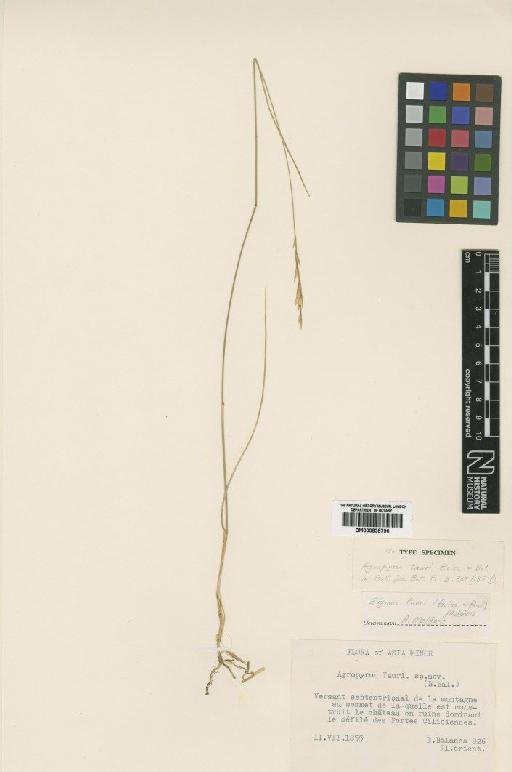 Elymus tauri (Boiss. & Balansa) Melderis - BM000838796