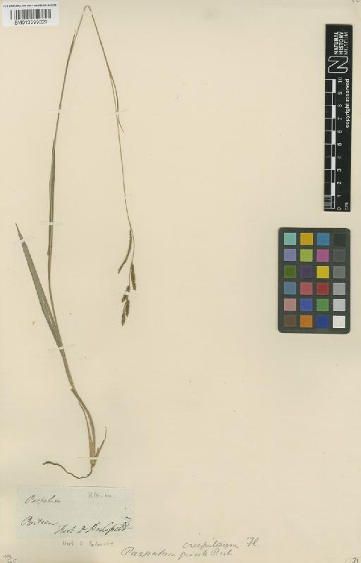 Paspalum caespitosum Flüggé - BM013399029