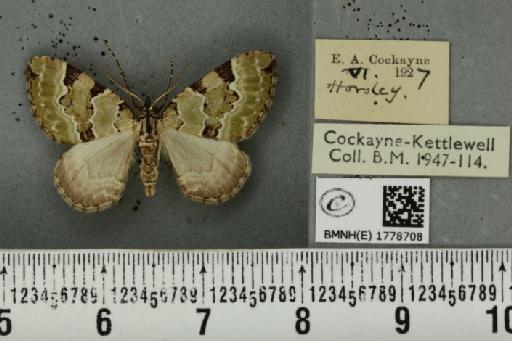 Colostygia pectinataria ab. albocincta Lempke, 1949 - BMNHE_1778708_354351