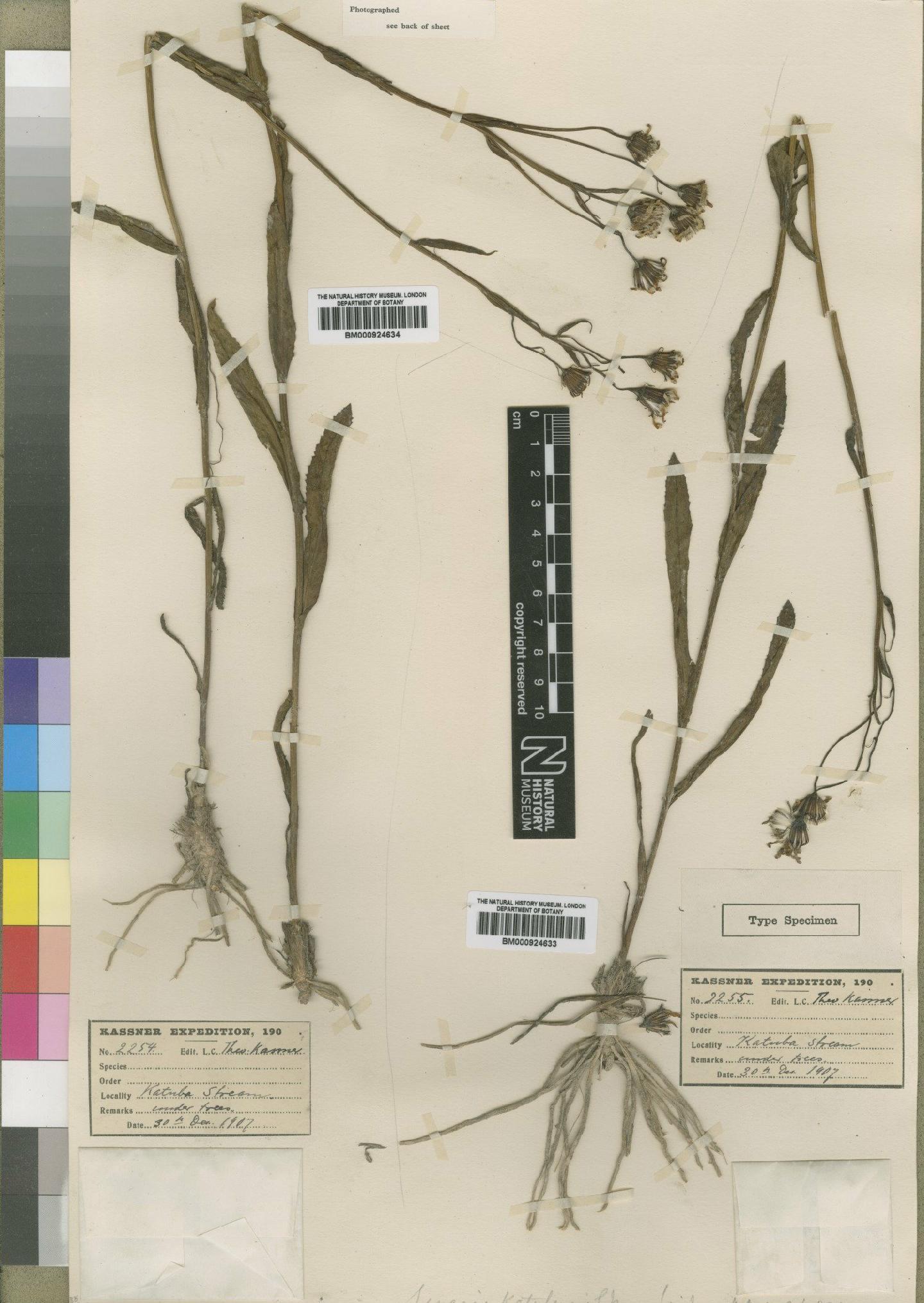 To NHMUK collection (Senecio katubensis Moore; Syntype; NHMUK:ecatalogue:4529646)