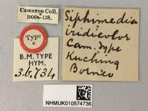 Siphimedia iridicolor Cameron, P., 1905 - Siphimedia_iridicolor_holotype_010574736_labels