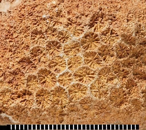 Antiguastrea cellulosa - Fossil Coral AZ3115