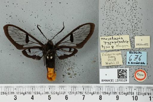 Aethria pyroproctis (Hampson, 1914) - BMNH(E) 1378529 Mesolasia pyroproctis Hampson 1914 Syntypus Female verso