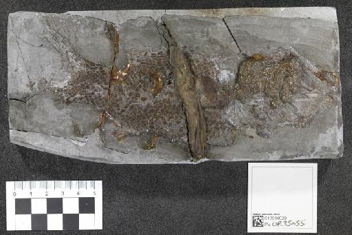 Eugnathus minor Woodward, A. S. 1895 - 010030029_L010097149