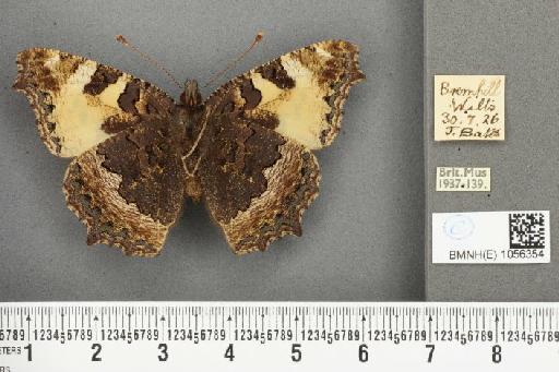 Aglais urticae ab. subtuslactea Raynor, 1909 - BMNHE_1056354_45853