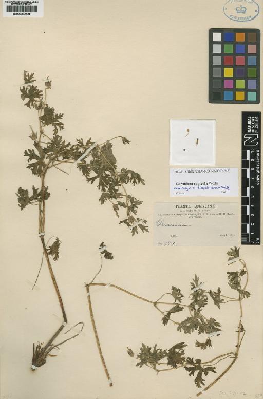 Geranium rupicola Wedd. - BM000835622