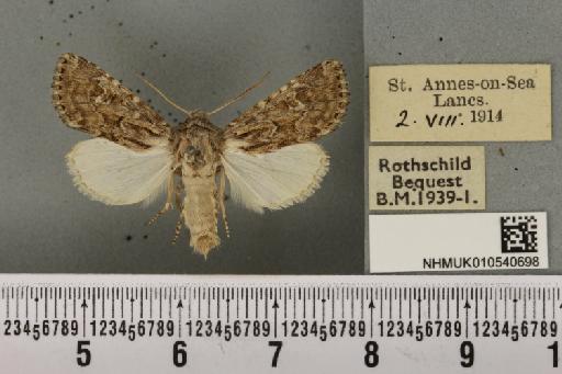 Luperina nickerlii gueneei Doubleday, 1864 - NHMUK_010540698_598581