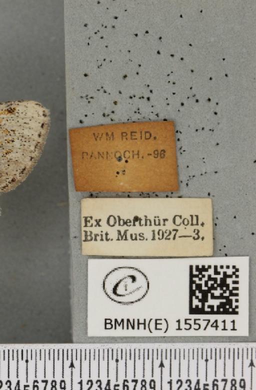 Dicallomera fascelina (Linnaeus, 1758) - BMNHE_1557411_label_256231