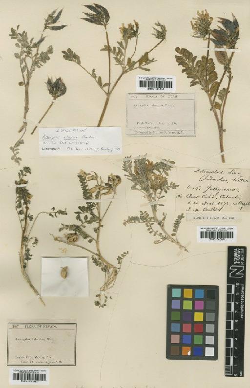 Astragalus cibarius E.Sheld. - BM001042650