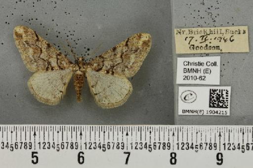 Agriopis leucophaearia (Denis & Schiffermüller, 1775) - BMNHE_1904215_463343