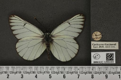 Aporia crataegi (Linnaeus, 1758) - BMNHE_1290463_128300
