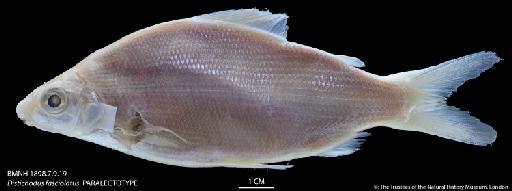 Distichodus fasciolatus Boulenger, 1898 - BMNH 1898.7.9.19 Distichodus fasciolatus, PARALECTOTYPE