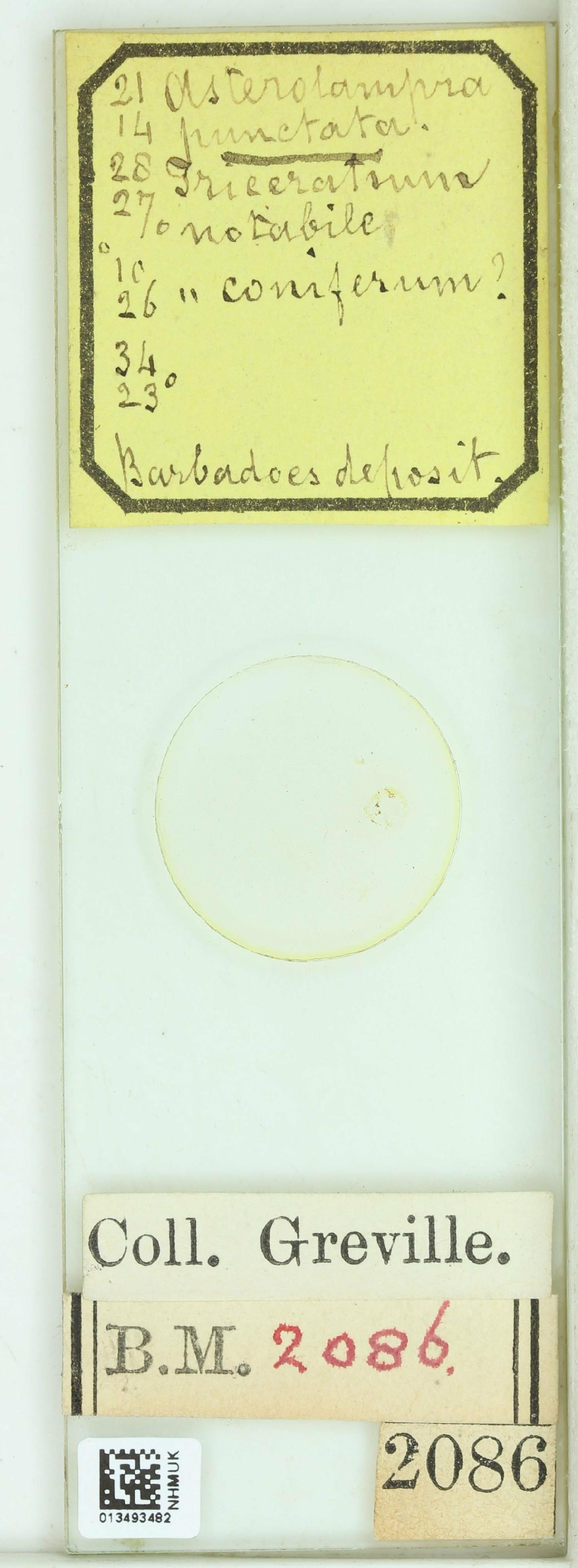 To NHMUK collection (Asterolampra punctata Grev.; NHMUK:ecatalogue:4735767)