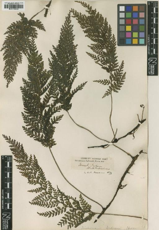 Trichomanes speciosum Willd. - BM001066235