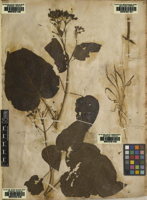 Clerodendrum infortunatum L. - BM000621696