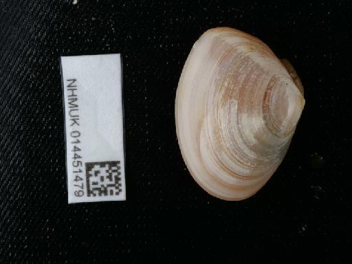 Macomangulus tenuis (da Costa, 1778) - 014451479_02