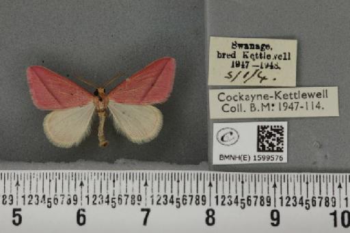 Rhodometra sacraria ab. rosea Oberthür, 1896 - BMNHE_1599576_300390