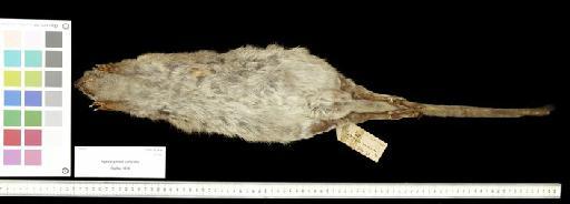 Hypsiprymnus cuniculus Ogilby, 1838 - 1855.12.24.65_Skin_Ventral