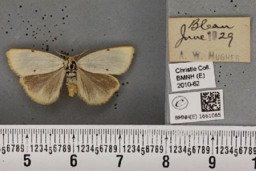 Cybosia mesomella (Linnaeus, 1758) - BMNHE_1661085_284768