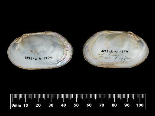 Unio scamnatus subterclass Palaeoheterodonta Morelet, 1849 - 1893.2.4.1976 LECTOTYPE, Unio scamnatus Morelet, 1849