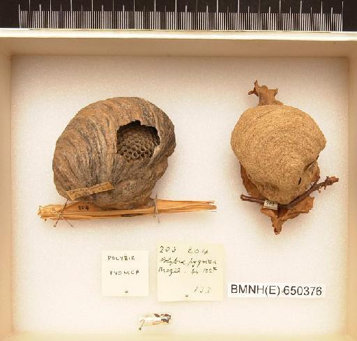 Polybia pygmea - Hymenoptera Nest BMNH(E) 650376