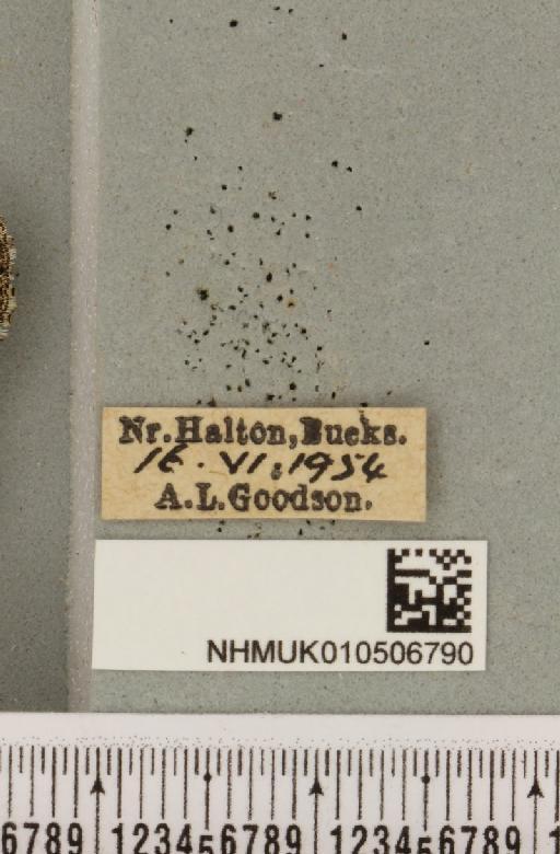 Acronicta rumicis (Linnaeus, 1758) - NHMUK_010506790_label_564428