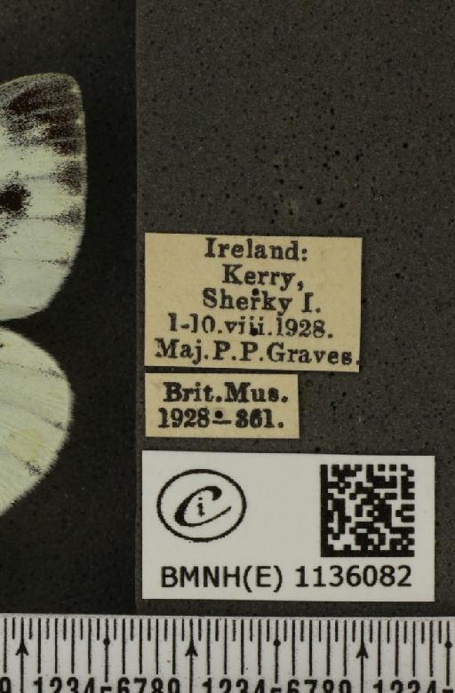 Pieris napi britannica Müller & Kautz, 1939 - BMNHE_1136082_label_89262
