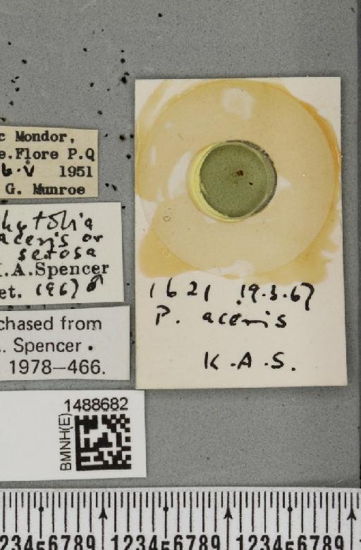 Phytobia setosa (Loew, 1869) - BMNHE_1488682_label_52529