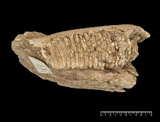 Elephas atavus - NHMUK PV M 14700_3