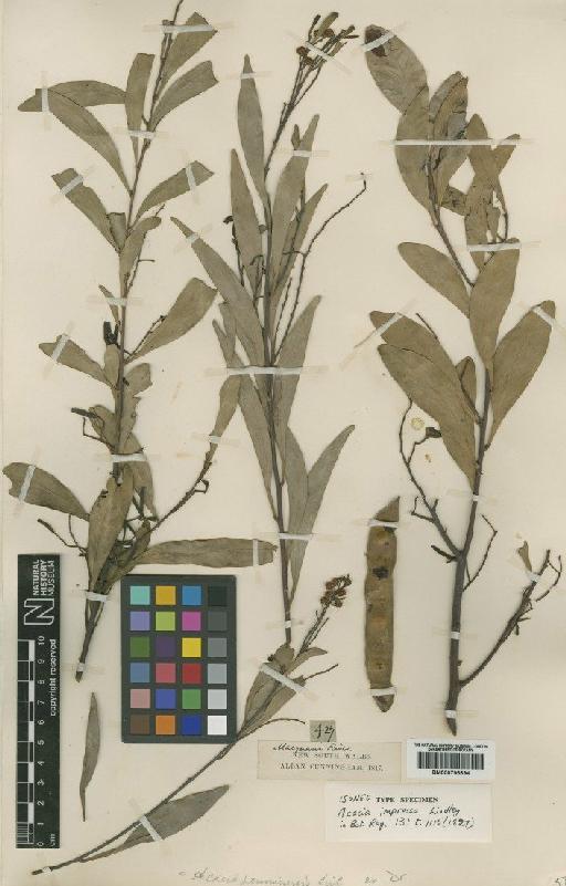 Acacia penninervis Sieber ex DC. - BM000796694