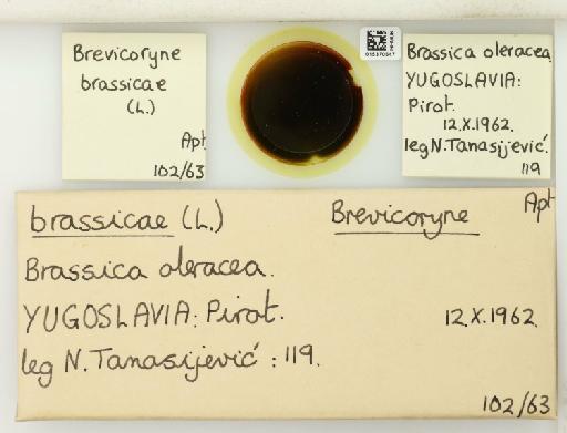 Brevicoryne brassicae Linnaeus, 1758 - 015370547_112582_1093424_112352_NoStatus