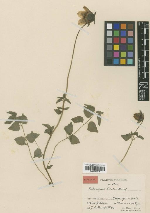 Codonopsis bicolor Nannf. - BM000996419
