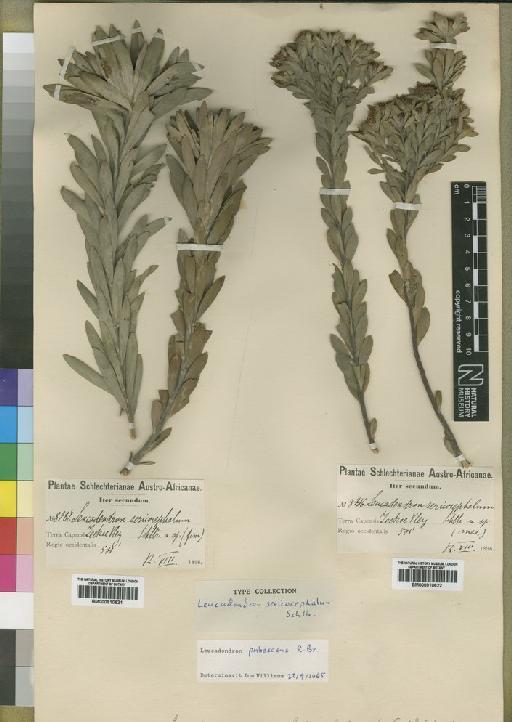 Leucadendron pubescens R.Br. - BM000910622