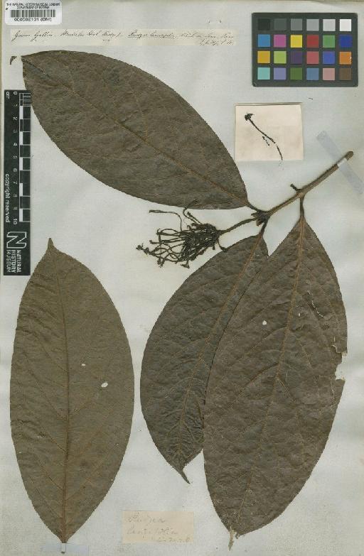 Rudgea lanceifolia Salisb. - BM000582181