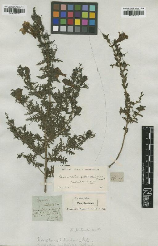 Aureolaria pectinata (Nutt.) Pennell - BM001025134